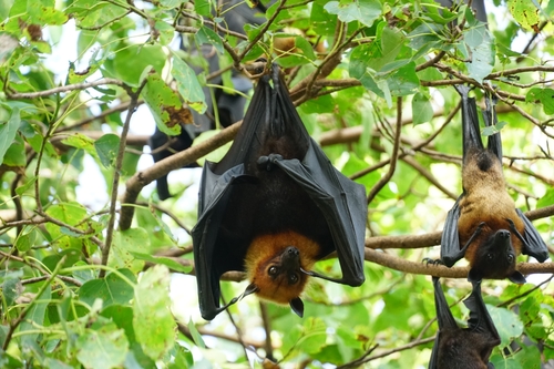 Lyle's Flying Fox (Pteropus lylei)