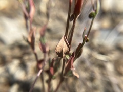 Polygonum austiniae