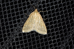 Sitochroa chortalis