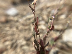 Polygonum austiniae