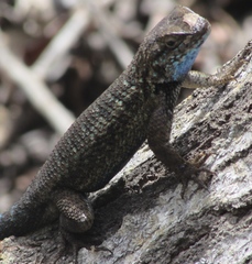 Sceloporus occidentalis becki