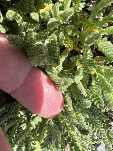 Image of Polemonium elegans by no rights reserved