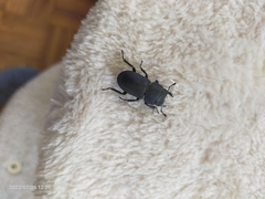 Dorcus parallelipipedus