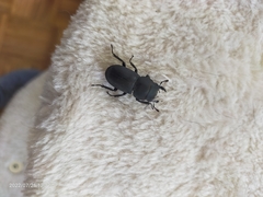 Dorcus parallelipipedus