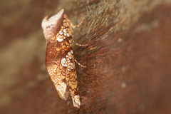 Chliara cresus