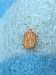 Dolycoris