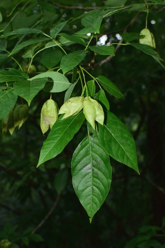 Chinese Bladdernut (Staphylea holocarpa)