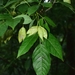 Staphylea holocarpa - Photo 由 江国彬 所上傳的 (c) 江国彬，保留部份權利CC BY-NC