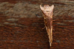Chliara cresus