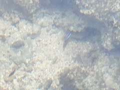 Chrysiptera unimaculata