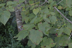 Tilia americana caroliniana