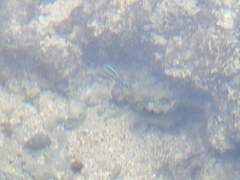 Chrysiptera unimaculata