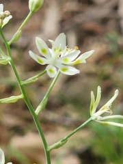 Anticlea elegans glauca