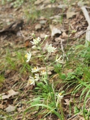 Anticlea elegans glauca