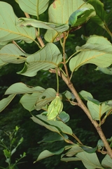 Magnolia sieboldii