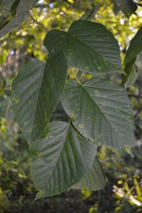 Tilia americana caroliniana