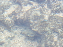 Chrysiptera unimaculata