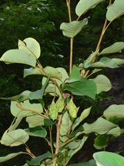 Magnolia sieboldii