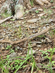 Anticlea elegans glauca