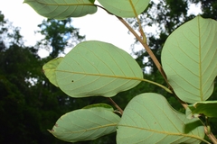 Magnolia sieboldii
