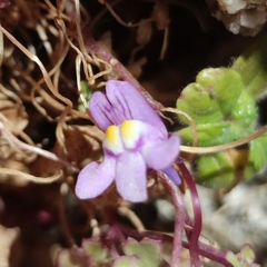 Cymbalaria muralis