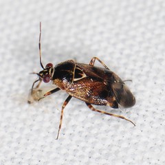 Deraeocoris nubilus