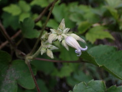 Clematis psilandra