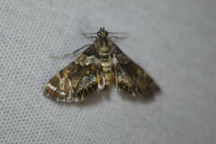 Eoparargyractis irroratalis