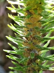 Phlegmariurus dentatus