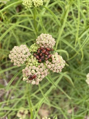 Oncopeltus fasciatus