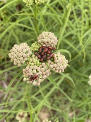 Oncopeltus fasciatus