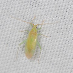 Orthotylinae