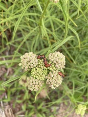 Oncopeltus fasciatus