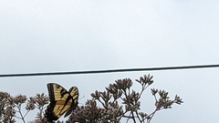 Papilio glaucus