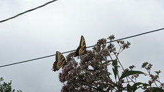 Papilio glaucus