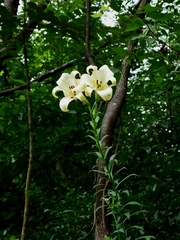 Lilium brownii