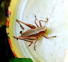 Pholidoptera griseoaptera