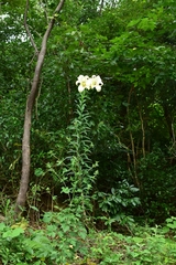Lilium brownii