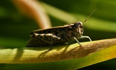 Calliptamus madeirae