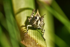 Calliptamus madeirae