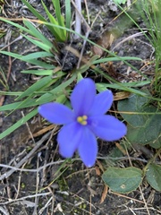 Aristea pusilla