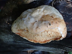 Spongiporus leucospongia