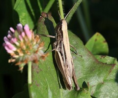 Chorthippus dorsatus