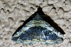 Zaleops umbrina
