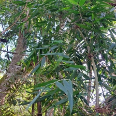 Merostachys