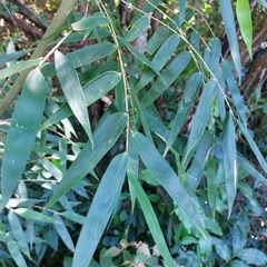 Merostachys