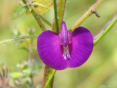 Centrosema pascuorum