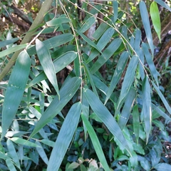 Merostachys