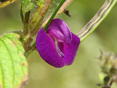Centrosema pascuorum