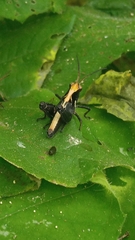 Melanotettix dibelonius